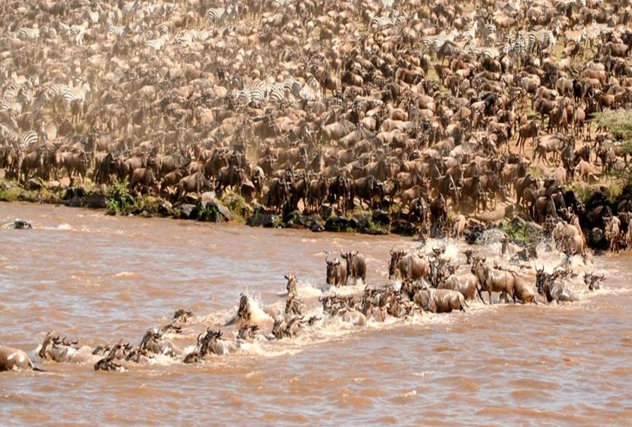 6 Days Tour to Lake Manyara, Serengeti