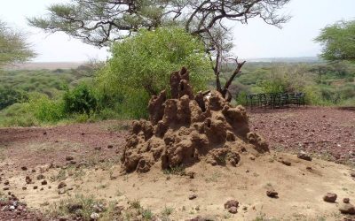 6 Day Tanzania Budget Safari