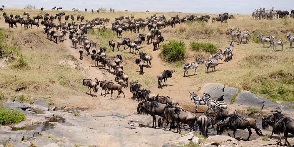 4 Days Masai Mara, Wildebeest Migration Safari