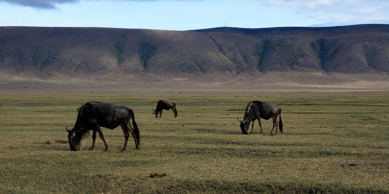 4 Day Tour to Tanzania Ngorongoro Crater